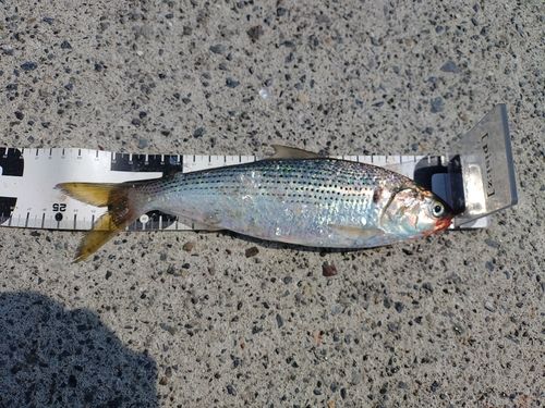 コノシロの釣果