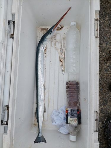 ダツの釣果