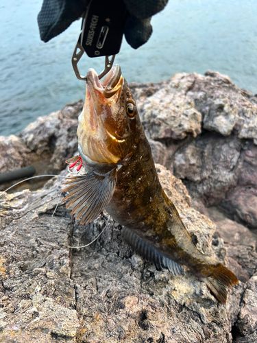 アイナメの釣果