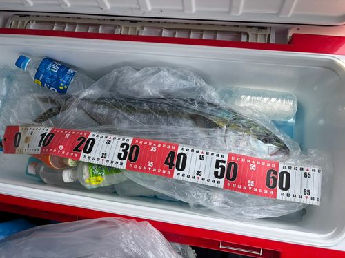 ヒラマサの釣果