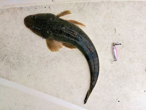 マゴチの釣果