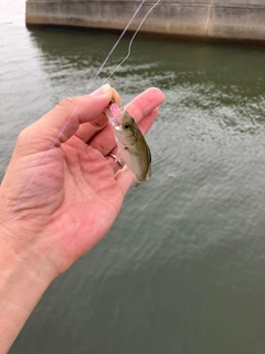 セイゴ（タイリクスズキ）の釣果