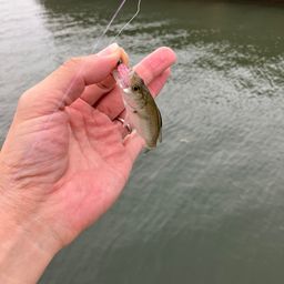 セイゴ（タイリクスズキ）