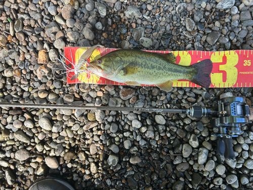 ブラックバスの釣果