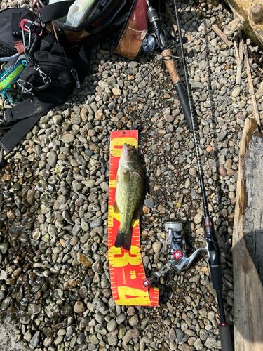 ブラックバスの釣果