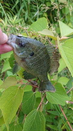ブルーギルの釣果