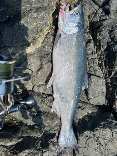 サケの釣果