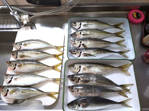 マアジの釣果