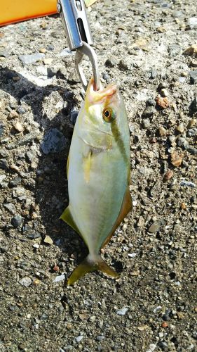 ショゴの釣果