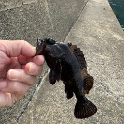 メバル