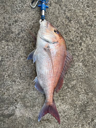 タイの釣果