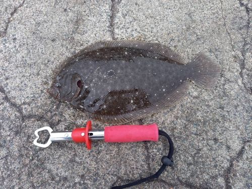 ガンゾウビラメの釣果