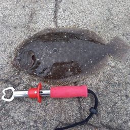 ガンゾウビラメ