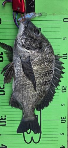 チヌの釣果