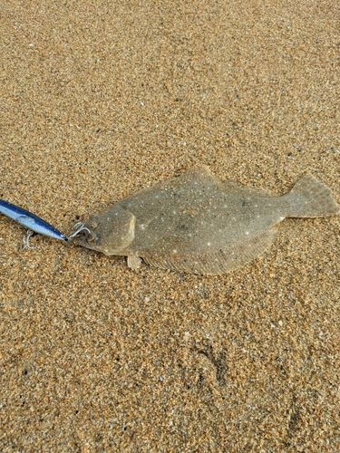 ヒラメの釣果