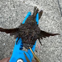 オニカサゴ
