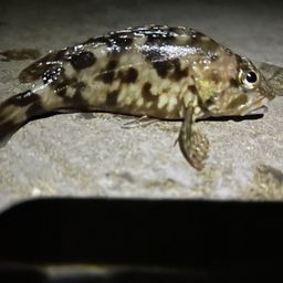カサゴ