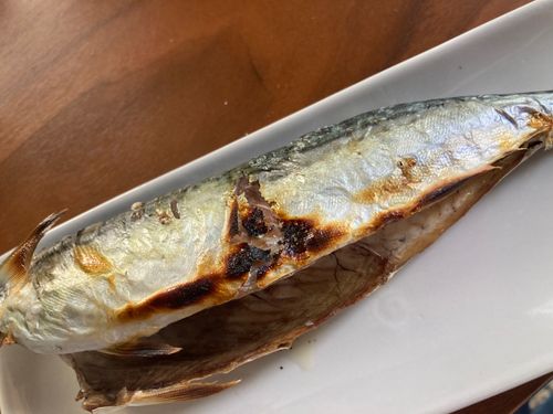 サバの釣果