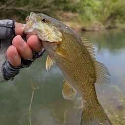 スモールマウスバス