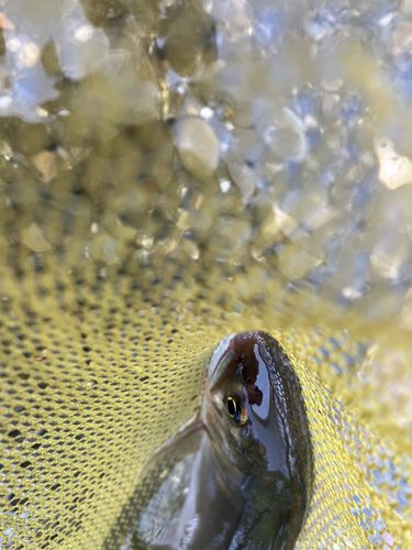 アユの釣果