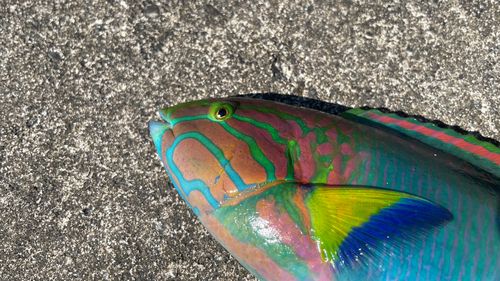 ヤマブキベラの釣果