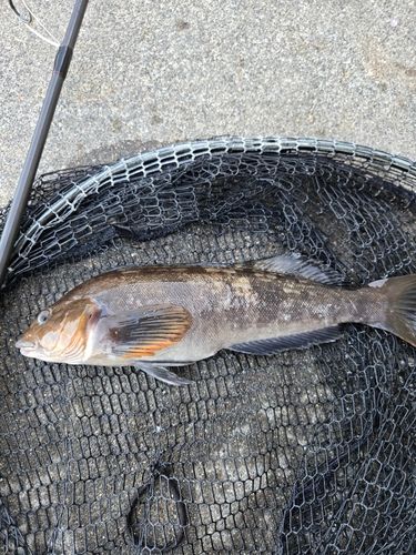 アイナメの釣果