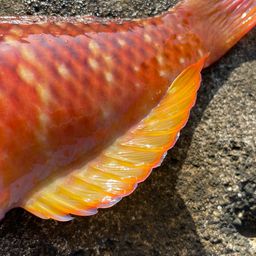 アカササノハベラ