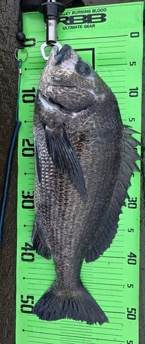 チヌの釣果