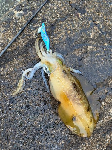 アオリイカの釣果