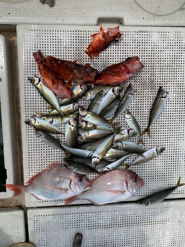 チダイの釣果