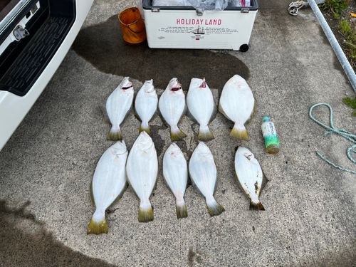 ヒラメの釣果