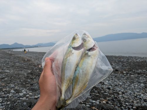 ワカシの釣果
