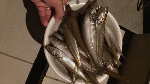 釣果