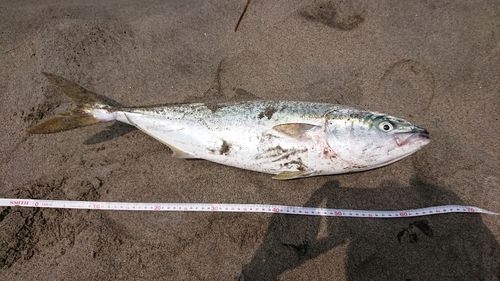 キジハタの釣果