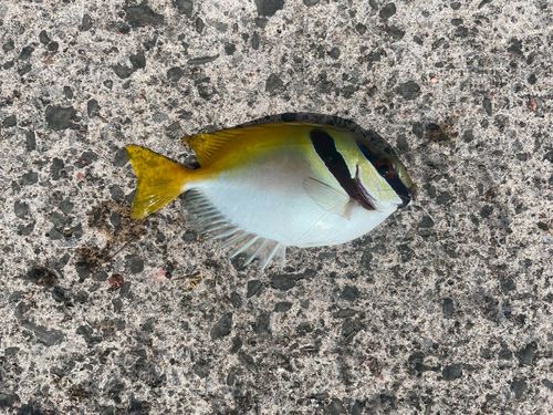 ヒメアイゴの釣果