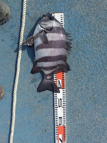 イシダイの釣果
