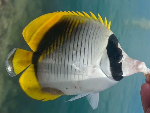 フウライチョウチョウウオの釣果