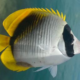 フウライチョウチョウウオ