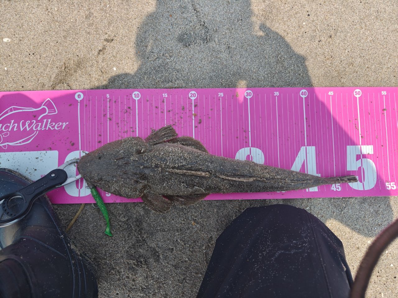 マゴチ