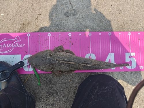 マゴチの釣果