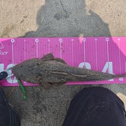 マゴチ