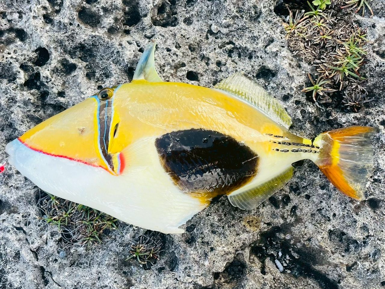 ムラサメモンガラ