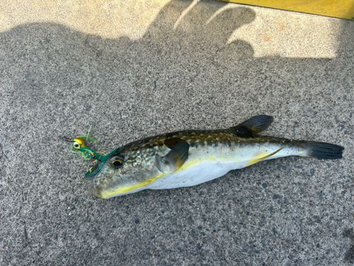 フグの釣果