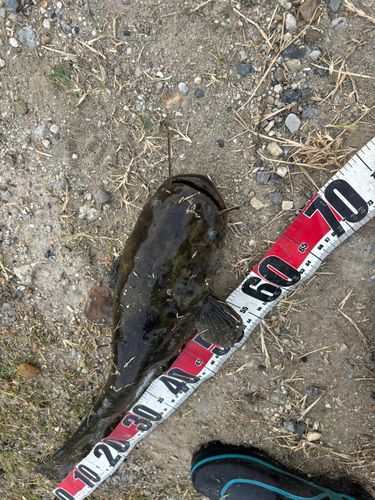 マナマズの釣果