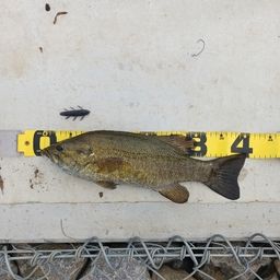 スモールマウスバス