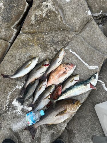 イサキの釣果