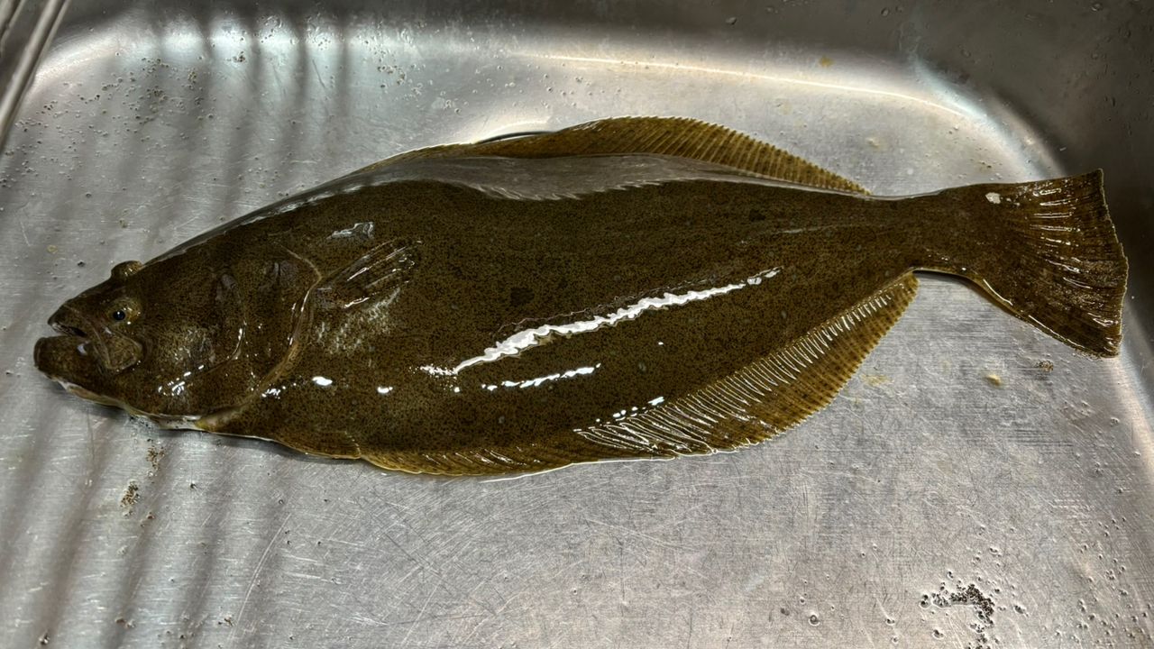 ヒラメ