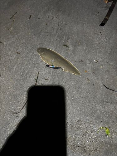 シタビラメの釣果