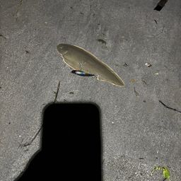 シタビラメ