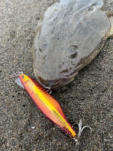 マゴチの釣果